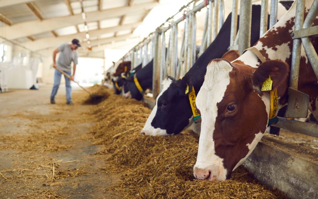 Why Farm Hygiene is Essential for Healthy Livestock